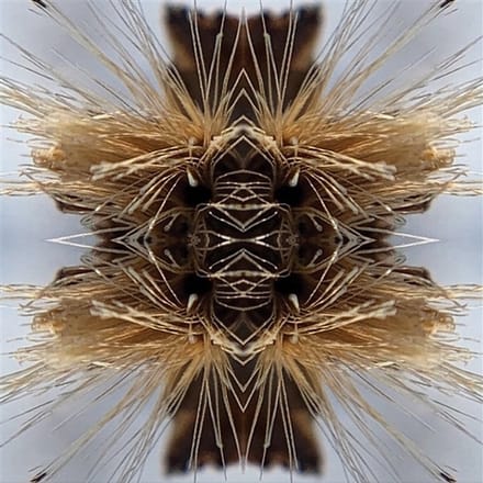Sutra