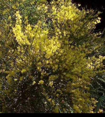 Cytisus praec. 'Allgold' - Brem , Geitenklaver 40- 60 cm in pot