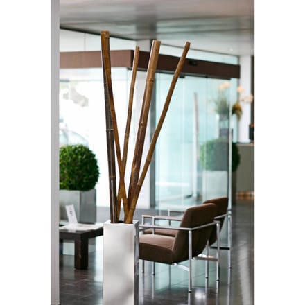Intergard Bamboestokken bamboepaal tonkin tonkinstokken 180cm 60/70mm per 4 stuks