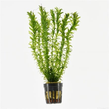 Moerings Elodea Densa | Waterpest | in 5 cm pot