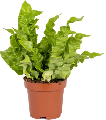Bloomique - Asplenium Crispy Wave - Nestvaren - Kamerplanten - Luchtzuiverend - Hoogte 20-30 cm - Pot 12 cm