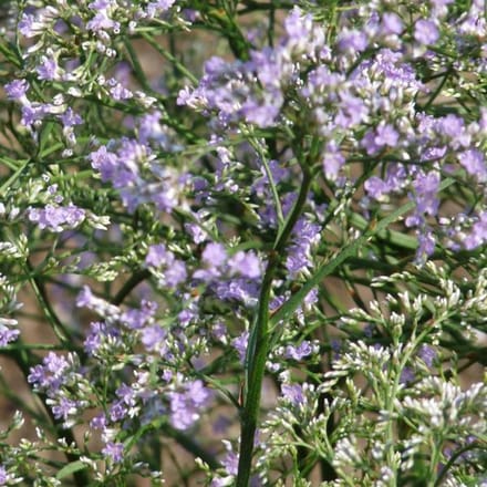 6 x Limonium Latifolium - Lamsoor pot 9x9cm
