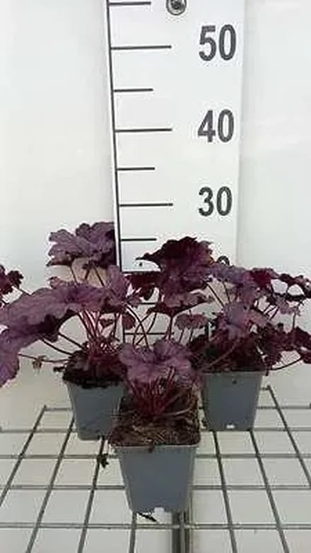 6x Purperklokje - Heuchera hybr. 'Forever Purple' | 9x9 cm pot