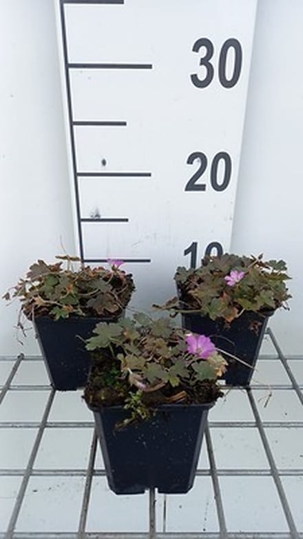 6x Ooievaarsbek - Geranium hybr. 'Tanya Rendall' | 9x9 cm pot
