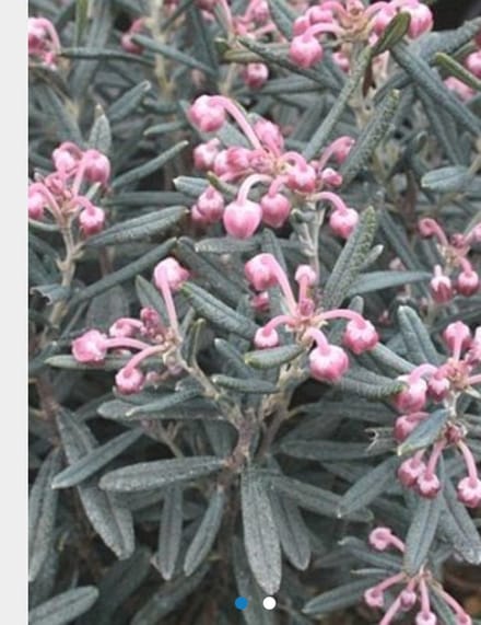 Andromeda polifolia 'Blue Ice' - ROTSHEIDE, LAVENDELHEIDE in 15 - 20 cm pot