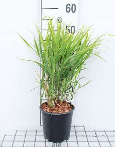Japans berggras - Hakonechloa macra | 3 liter pot