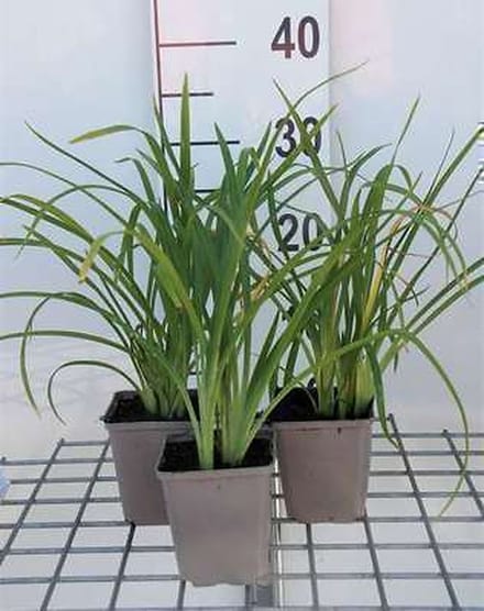 6x Daglelie - Hemerocallis hybr. 'Crimson Pirate' | 9x9 cm pot