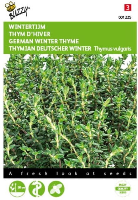 2 stuks - Buzzy - Tijm Echte Winter Thymus vulgaris