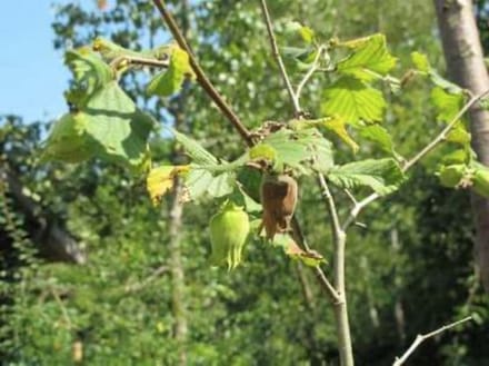 Corylus 'Hallesche Riesen' ( 'bollwiller') - 150-175 cm in pot