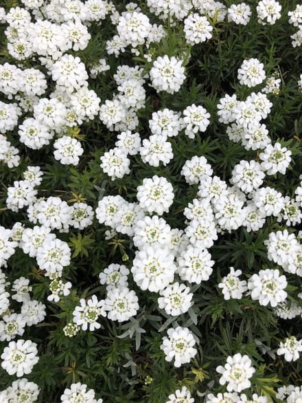6x Scheefkelk - Iberis Sempervirens | 9x9 cm pot