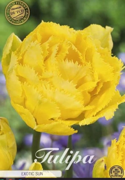 Dutch Finest Quality bloembollen - tulpen Tulp Exotic Sun x7 12/+s