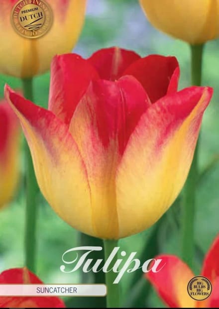 Dutch Finest Quality bloembollen - Tulpen Tulp Triumph Suncatcher x7 12/+s