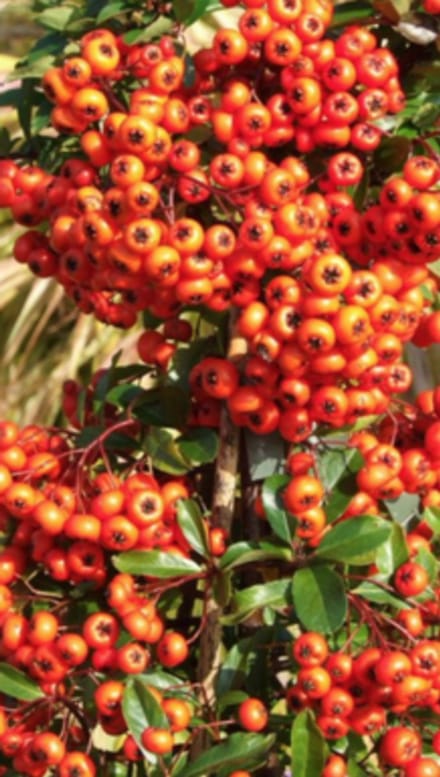 Pyracantha hybr. 'Orange Glow' - Vuurdoorn60-80 cm | pot