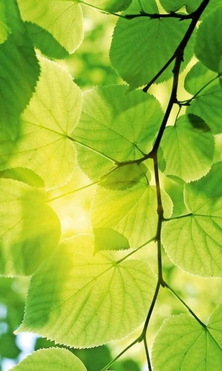 Fotobehang - Green Leaves 150x250cm - Vliesbehang