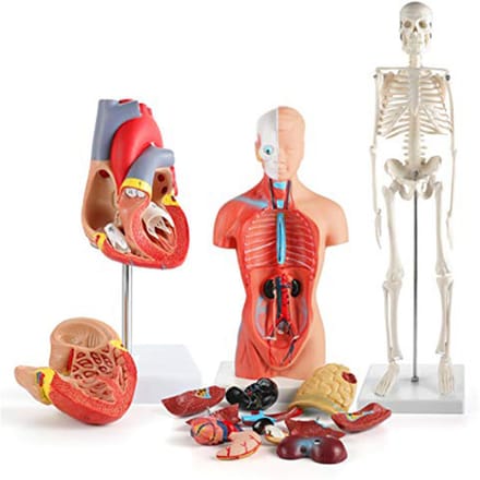 Menselijk Lichaam Model Kit 26CM Afneembare Torso 45CM Skelet Model Hart Anatomische Kit voor Medisch Onderwijs red