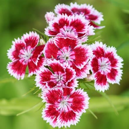 Chinese anjermix bloemzaden voor de tuin, grote opbrengst