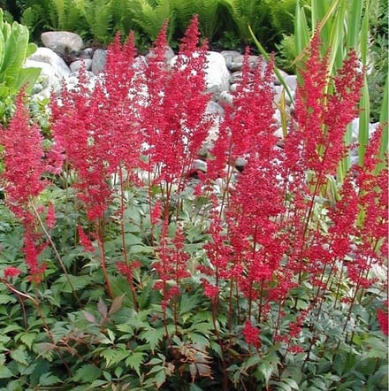 6 x Astilbe Arendsii 'Fanal' - Astilbe Pot 9x9 cm - Rode Bloempluimen