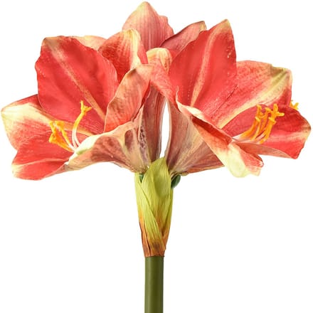 Kunstamaryllis roze en crème – bloem met grote stengel 76 cm
