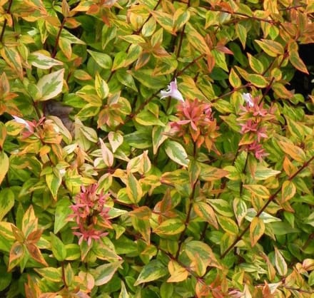 Abelia Grandiflora Kaleidoscope - Abelia 25-30 cm in pot