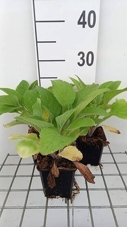 6x Vingerhoedskruid - Digitalis hybr. Pam's Choice' | 9x9 cm pot