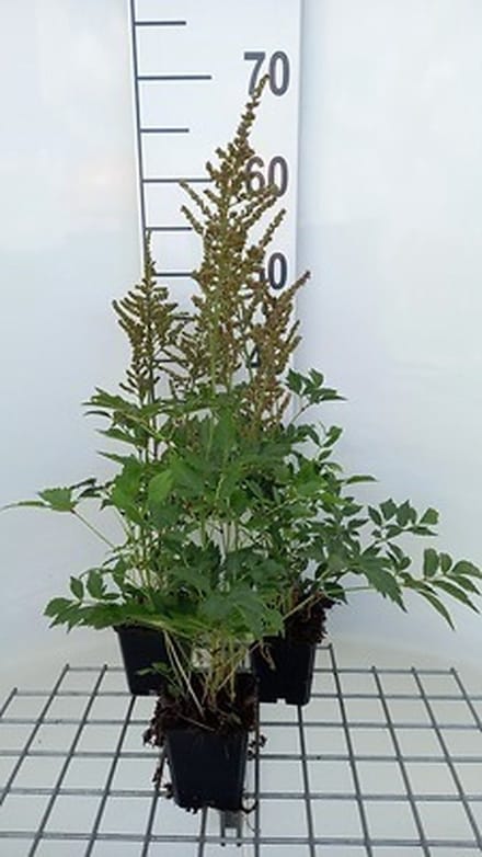 6x Prachtspirea - Astilbe (a) 'Amethyst' | 9x9 cm pot