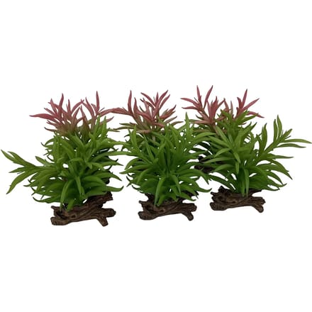 Decoratief object crassula Terra Della