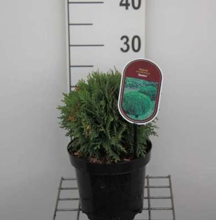 Thuja occidentalis 'Danica' - Levensboom, Westerse Levensboom 20 - 25 cm in pot