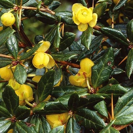 Berberis Frikartii 'Amstelveen' - Zuurbes - 25-30 cm pot: Compacte, decoratieve struik