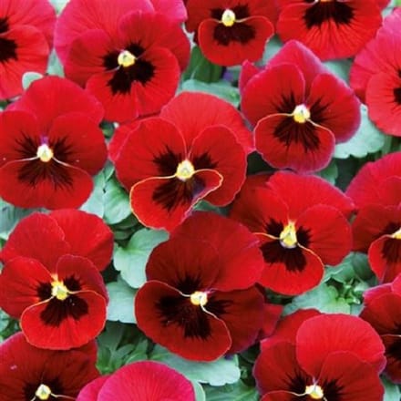 Viooltje Twix Red with Eye