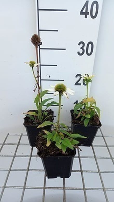 6x Zonnehoed - Echinacea purp. Avalanche' | pot 9 x 9 cm