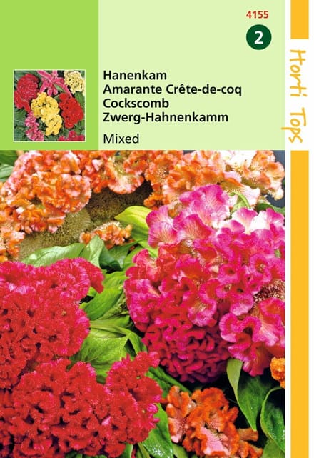 2 stuks - Hortitops - Celosia Cristata Nana Gem.