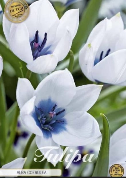 Dutch Finest Quality bloembollen - Tulpen Tulp Specie Alba Coerulea x5 8/+s