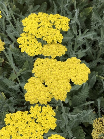 6 x Achillea hybrida 'Little Moonshine'pbr - ACHILLEA - pot 9 x 9 cm