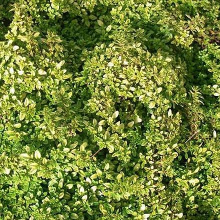6 x Thymus Citriodorus 'Bertram Anderson'  - Citroentijm pot 9x9cm