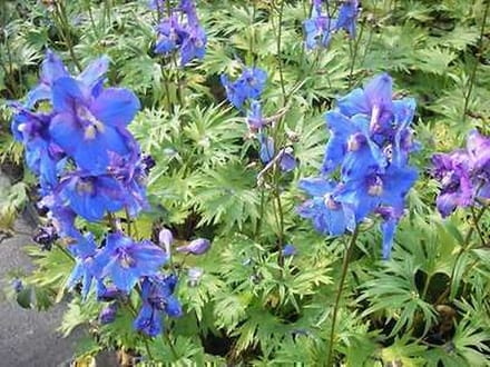6x Ridderspoor - Delphinium (b) 'Piccolo' | 9x9 cm pot