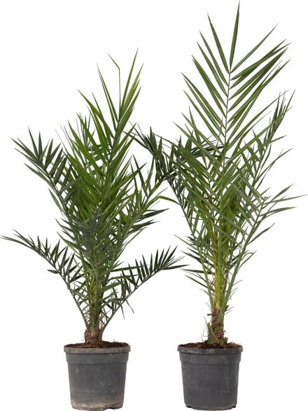 Plant in a Box - Phoenix Canariensis - Set van 2 - Canarische dadelpalm - Pot 19cm - Hoogte 80-100cm