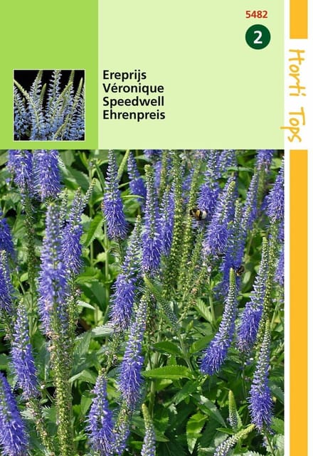 2 stuks Hortitops Veronica Spicata Ereprijs Blauw