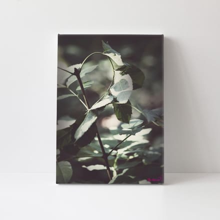 Canvasdoek - Schilderij - Blaadje Natuur Stichting By Amanda - Groen - 150 X 100 Cm