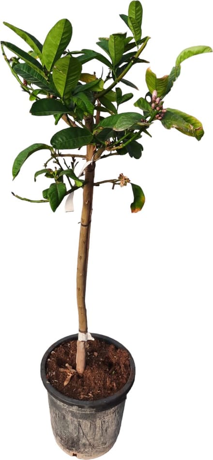 Tropictrees - Hand of Buddha - Citrus Medica - Eetbaar - Citrusboom - Hoogte ca. 150cm