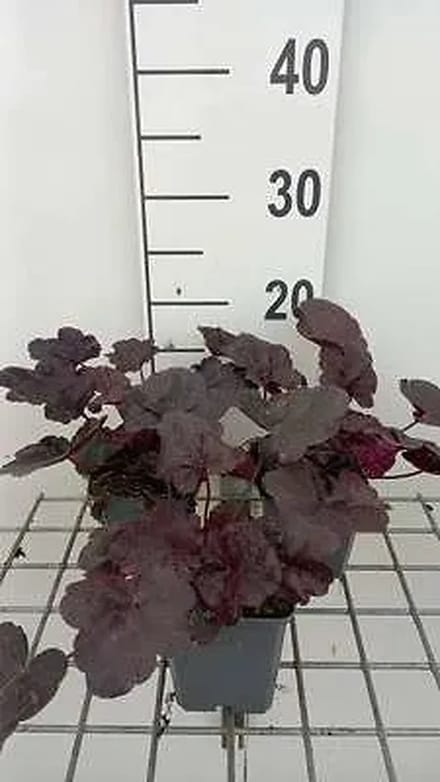 6x Purperklokje - Heuchera hybr. 'Midnight Rose' | 9x9 cm pot
