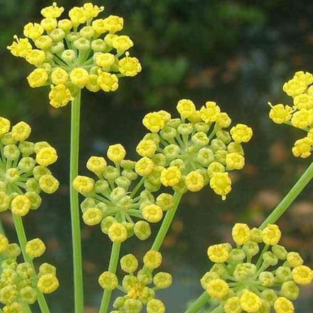 6 x Foeniculum Vulgare - Venkel pot 9x9cm