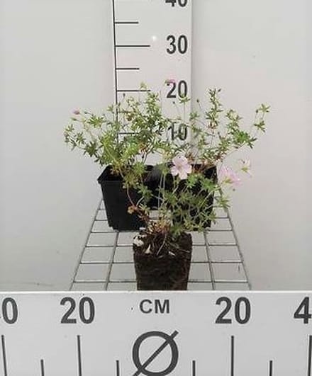 6x Ooievaarsbek - Geranium sang. 'Striatum' | 9x9 cm pot