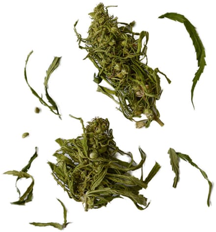 Infusie van hennep bloemknop Dvaro Kavos, 15 g