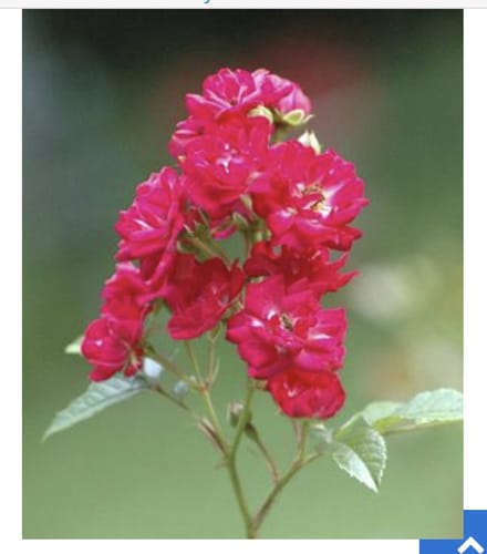 Rosa 'Rote The Fairy' - POLYANTHA ROOS 'ROTE FAIRY', STRUIKROOS in pot