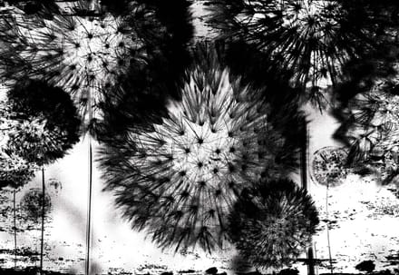 Fotobehang Dandelion Black White | XXL - 312cm x 219cm | 130g/m2 Vlies