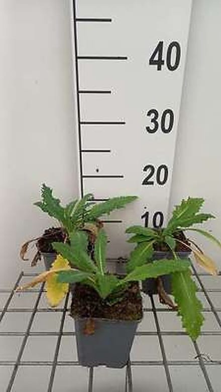 6x Papaver - Papaver or. 'Allegro' | 9x9 cm pot