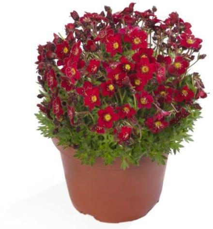 JUNAVERA Saxifraga arendsii 'Touran Deep Red' | compacte rotstuinplant met dieprode bloei | 10 cm pot | 16 cm hoog