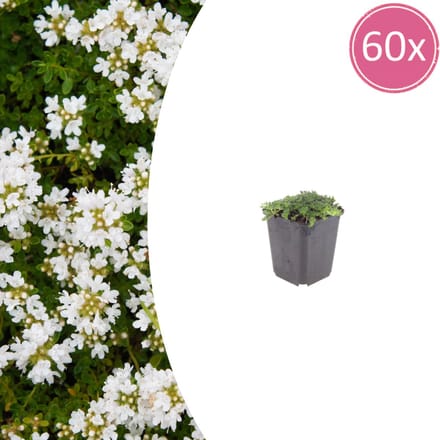 60 Stuks Witte kruiptijm, Witte Bloemen, Bodembedekker, rotstuin, Thymus praecox Albiflorus - 10-25cm - Ø9cm