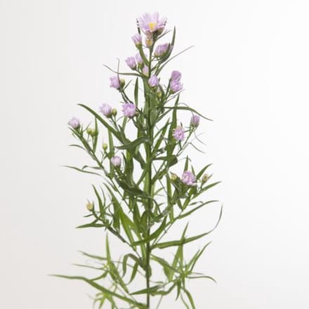 25x Aster claudia 80cm