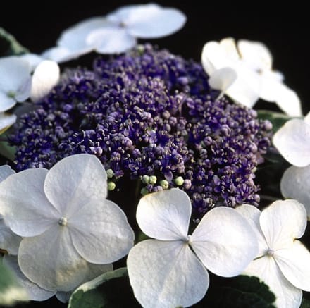 Boerenhortensia - Hydrangea macrophylla 'Light-O-Day' FE® 25-30 cm